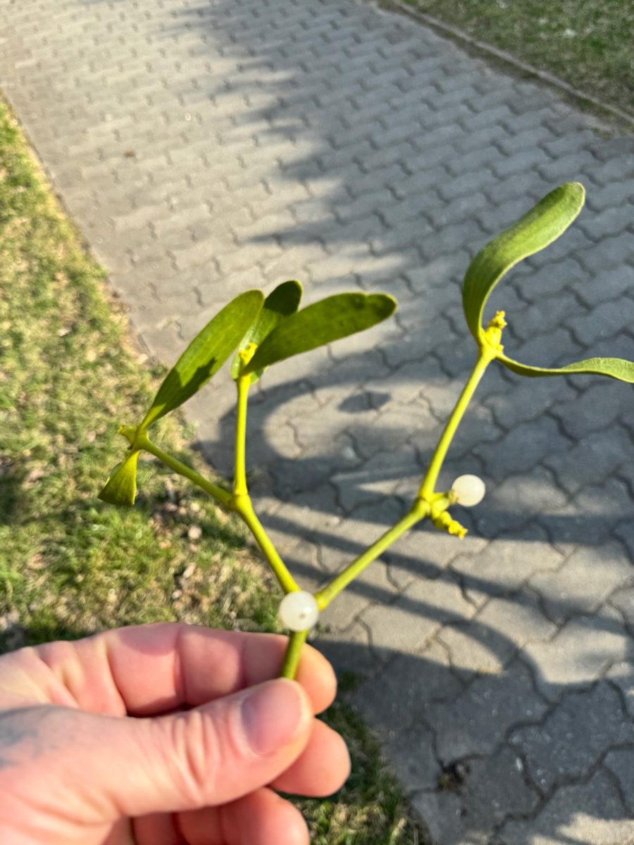 Frische Mistelpflanze mit weißen Viscin-Beeren, Berlin März 2026